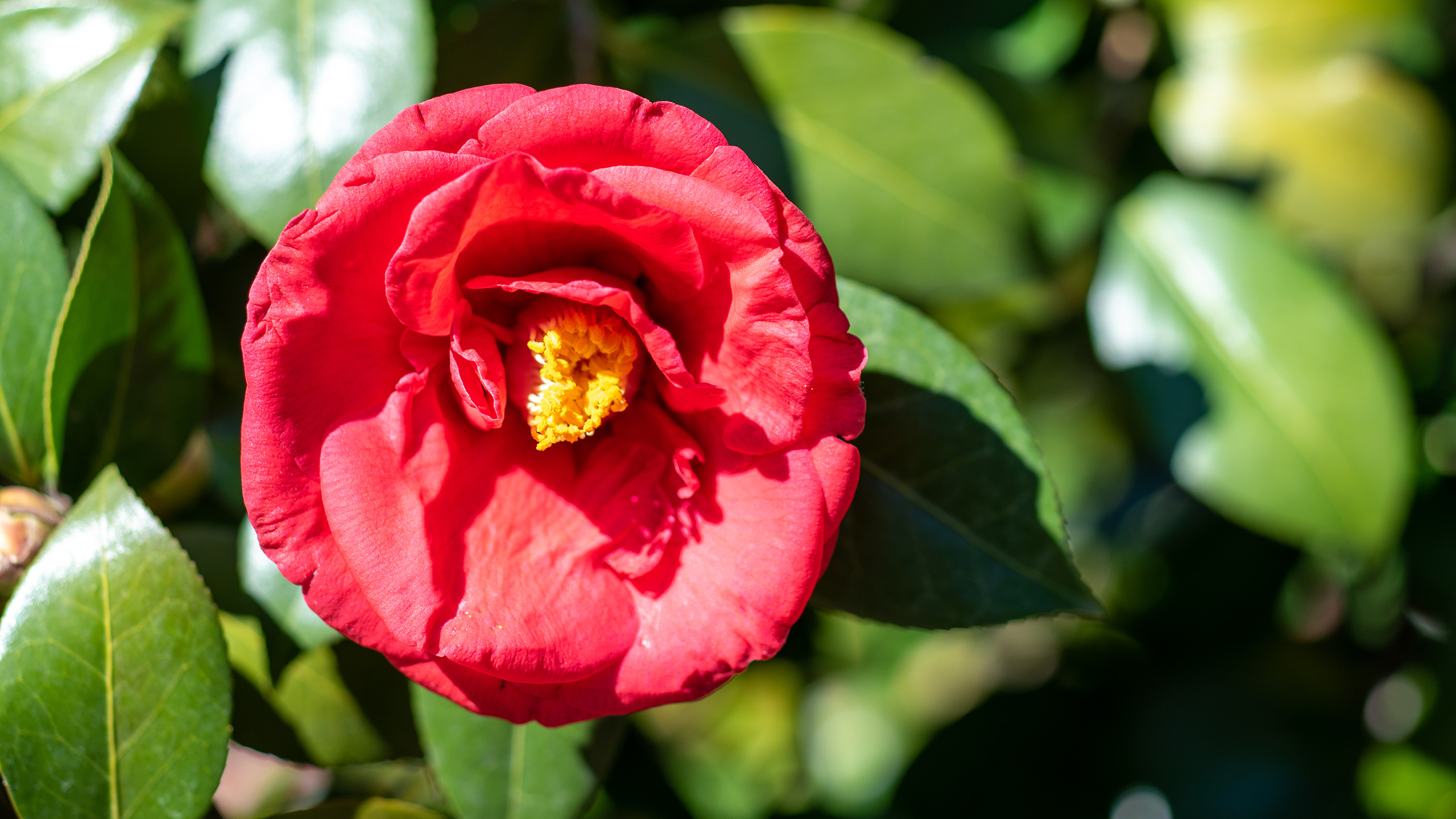 Close up of a red camellia flower with a yellow centre