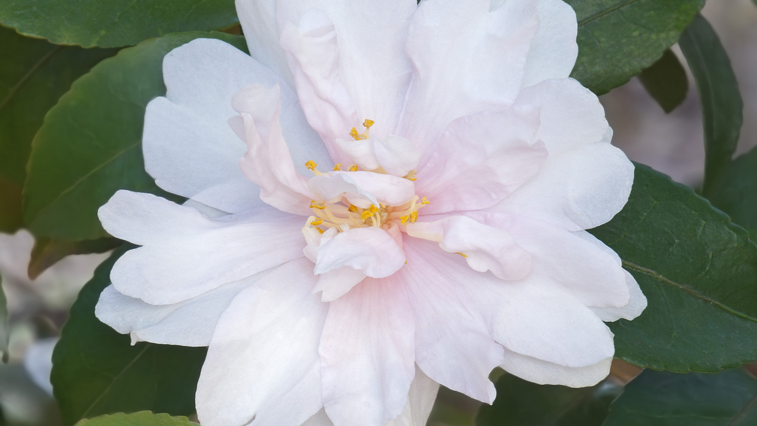 A close up of a large white camellia flower