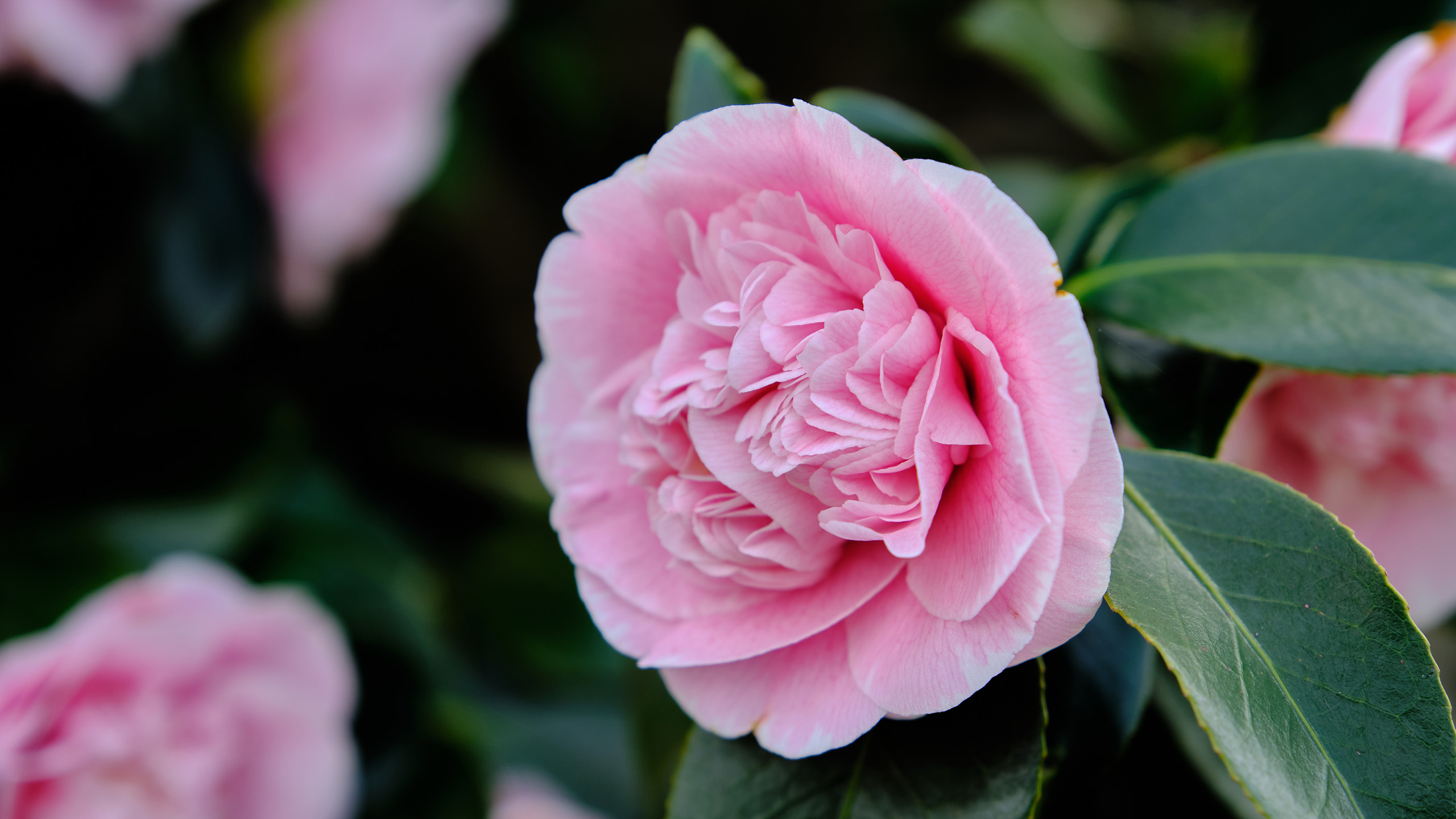 A close up of a pink camellia flower and three green leaves