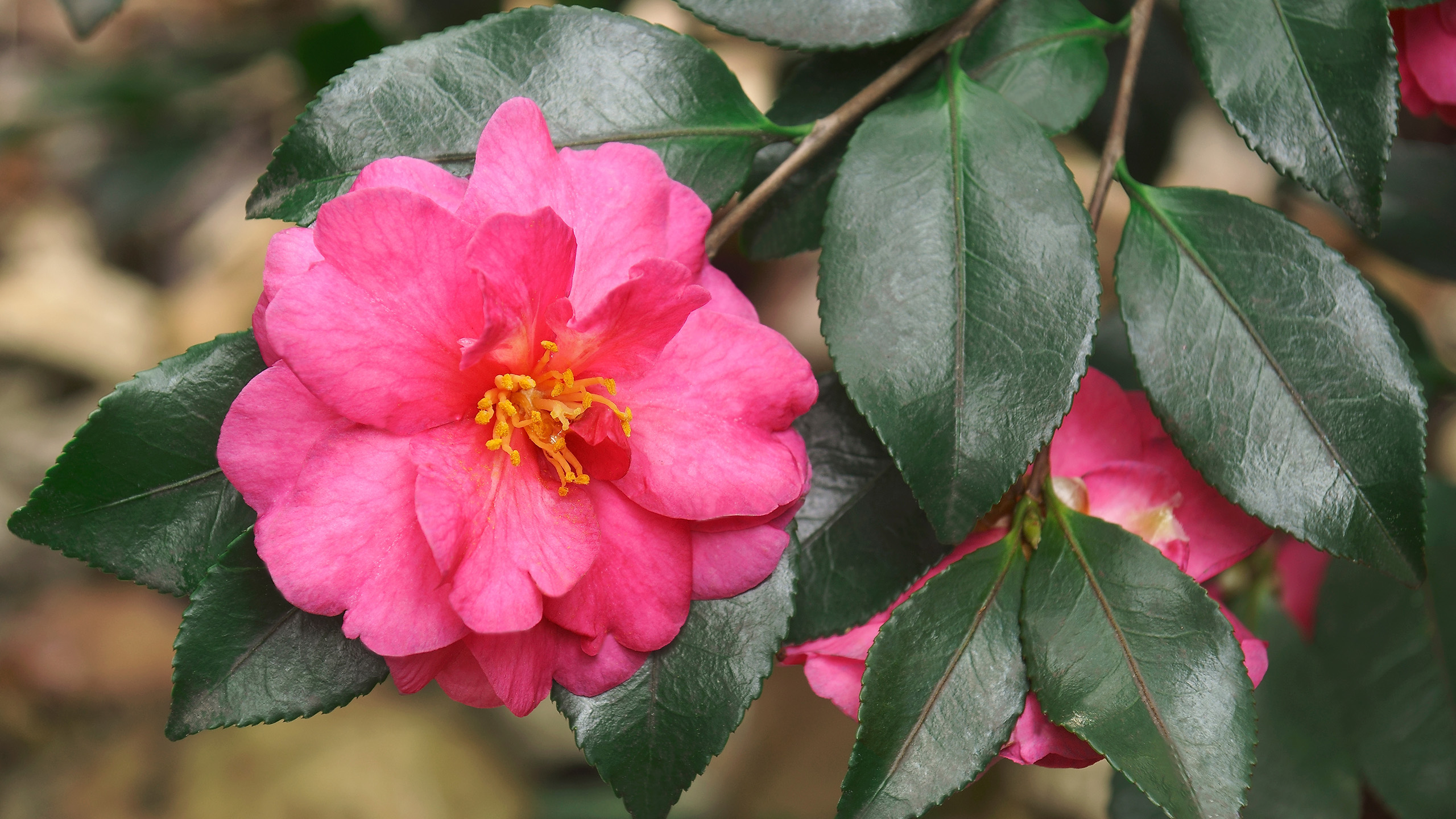 A close up of a pink camellia flower with a pale pink-yellow centre