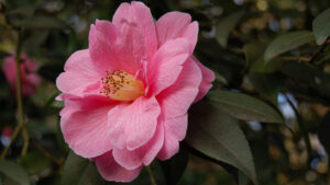 A close up of a pink camellia flower with a pale pink-yellow centre