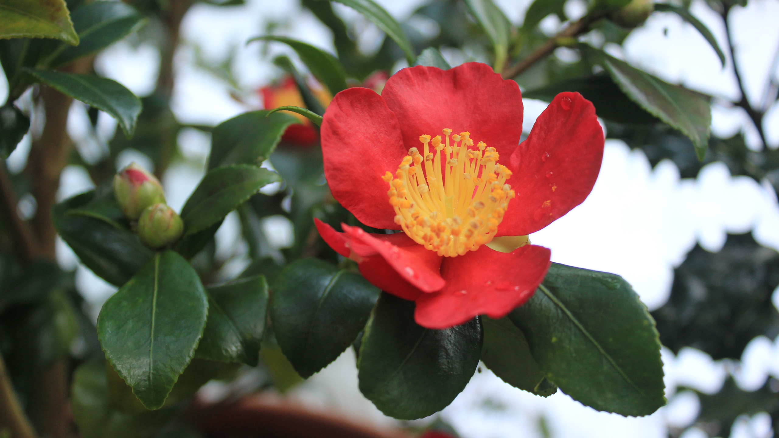 A close up of a red Camellia flower with a single layer of large petals and a yellow centre.