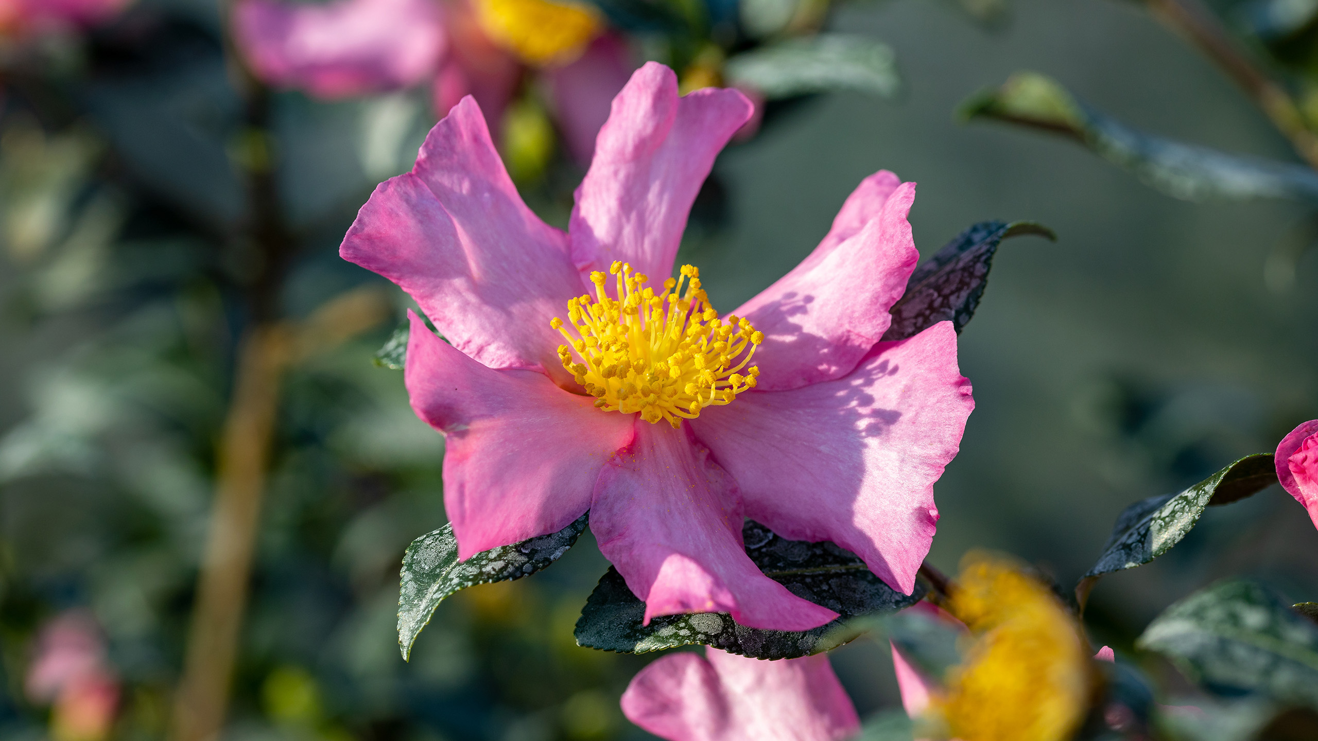 A close up of a pinkish-purple Camellia flower with a single layer of petals, with a yellow centre.