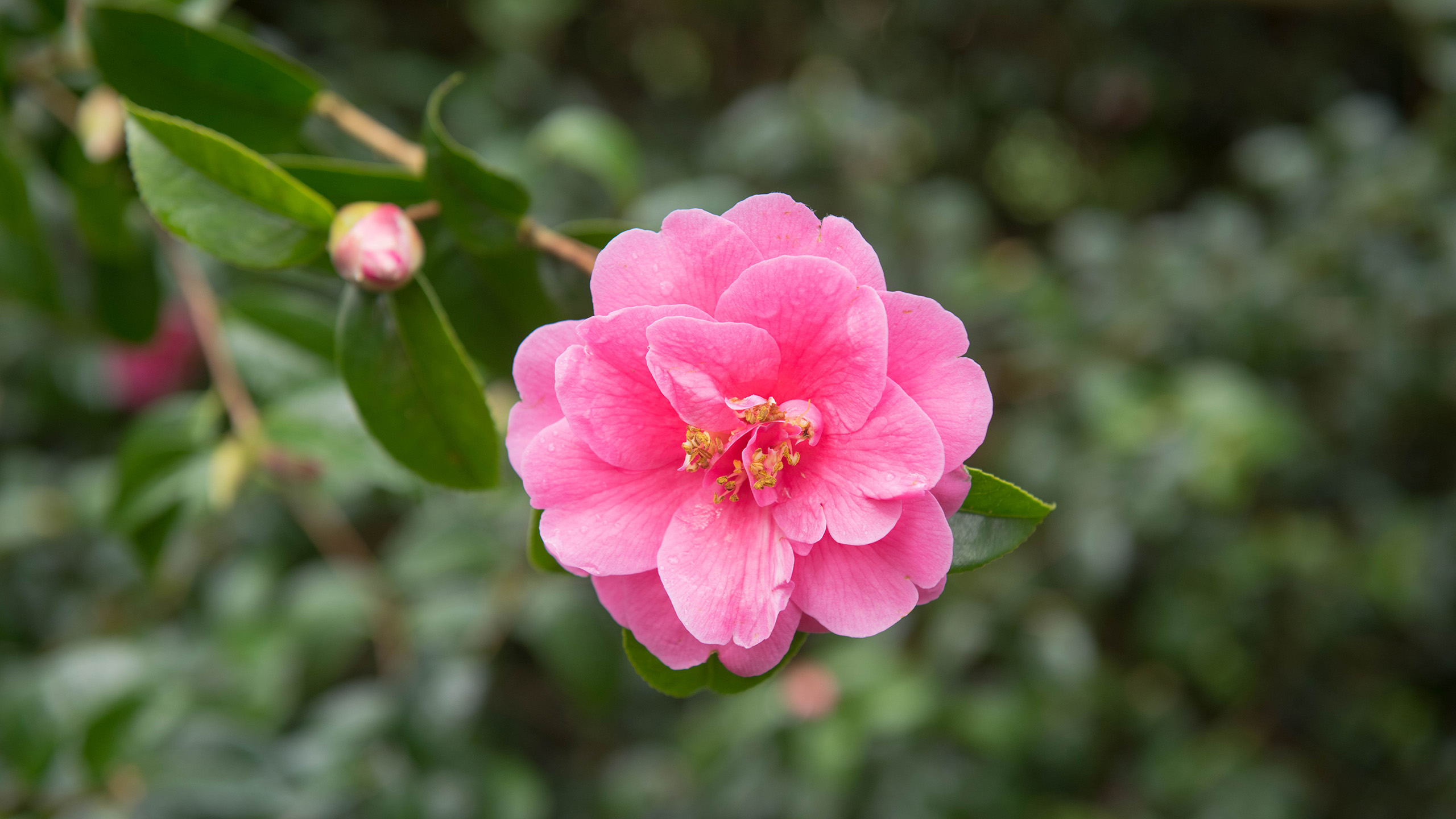 Close up of a pale pink camellia flower