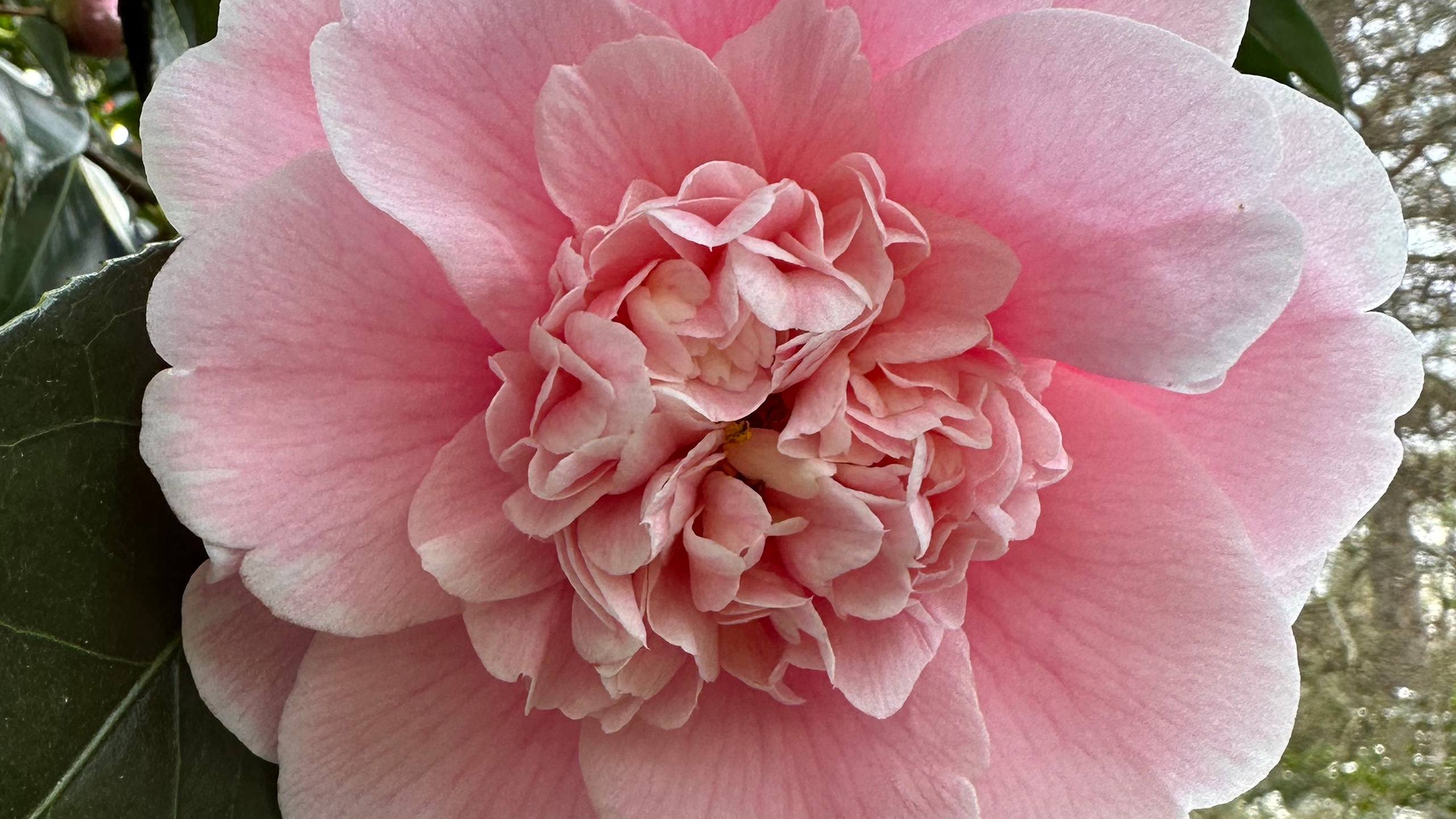 A close up of a large pale pink camellia flowers with layers of petals