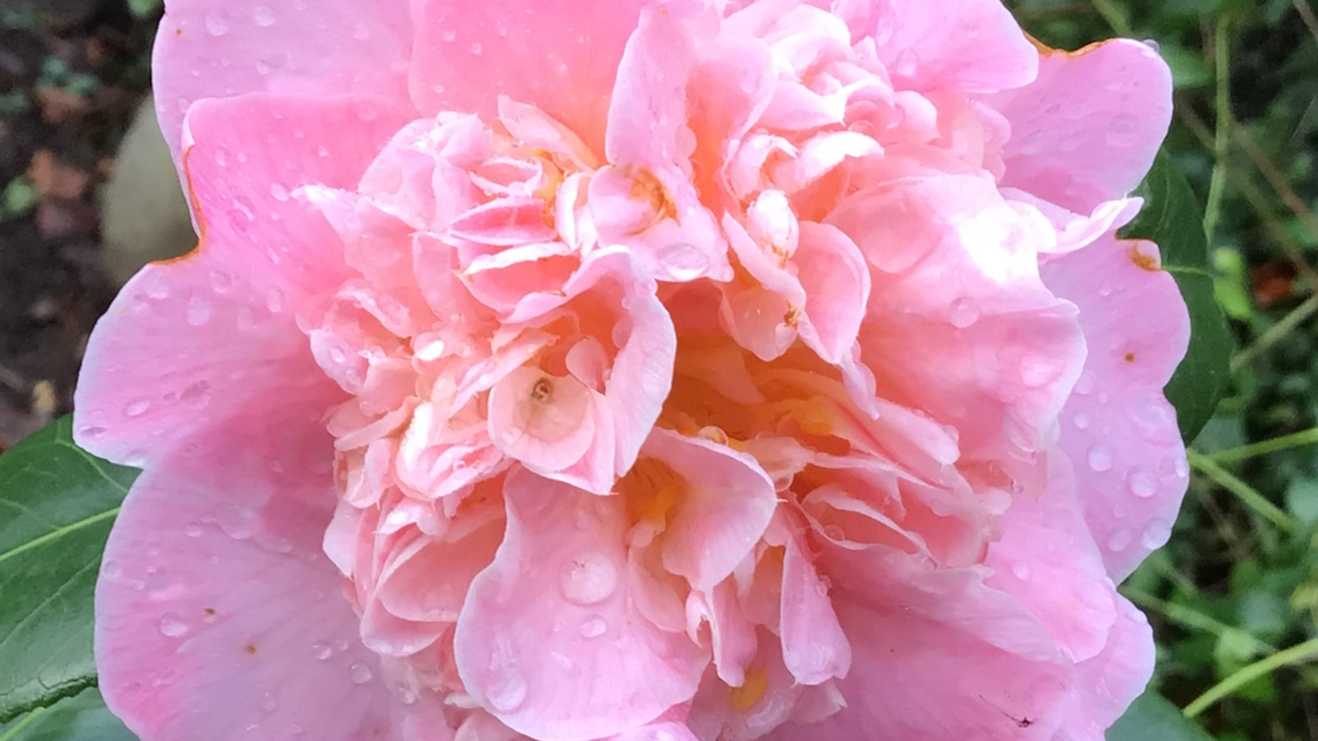 A close up of a pale pink Camellia flower with water droplets