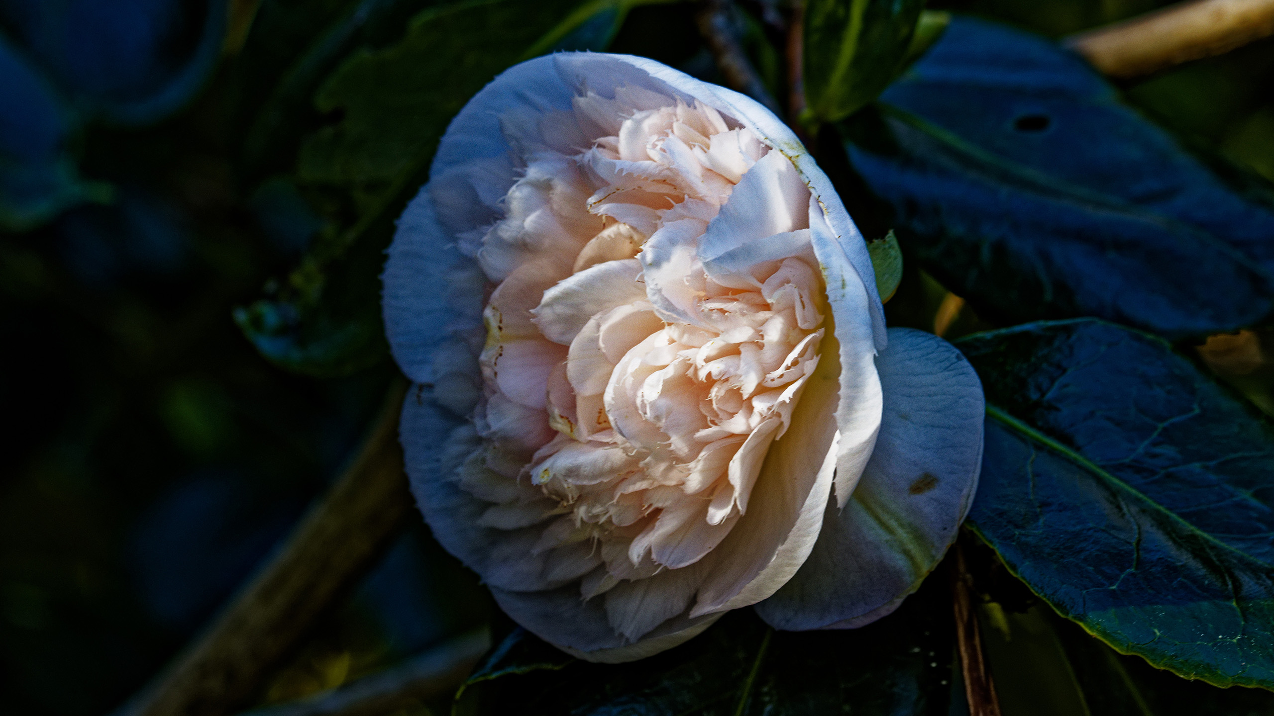 A close up of a pink camellia flower dappled by sunlight