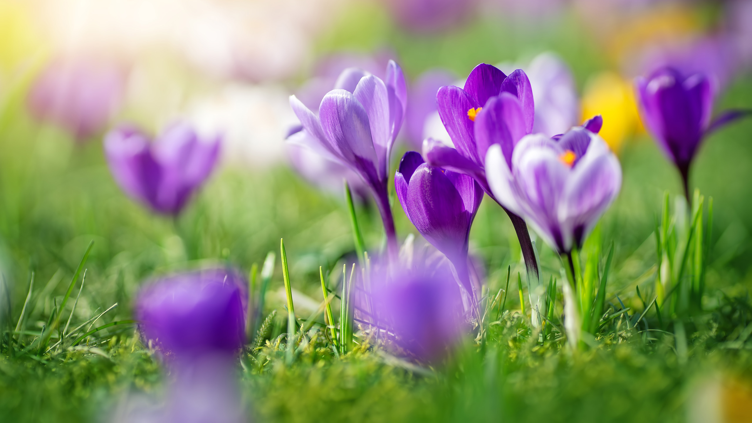 A close up of small blue crocuses growing from the ground