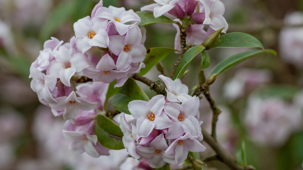 A close up pink and white flowers growing in clusters on a branch.