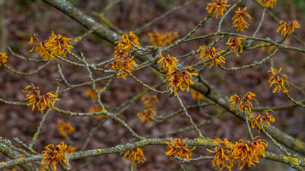 Branches of orange spider-like flowers growing in clusters.