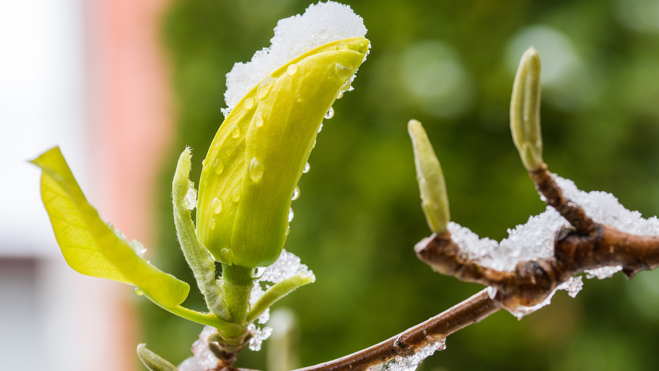 A close up of magnolia buds covered in frost