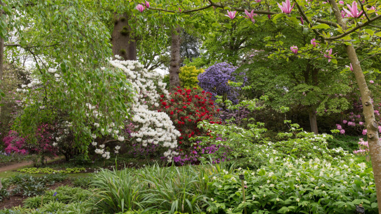 A landscape of magnolia, rhododendron and spring bulbs in pink, white and blue