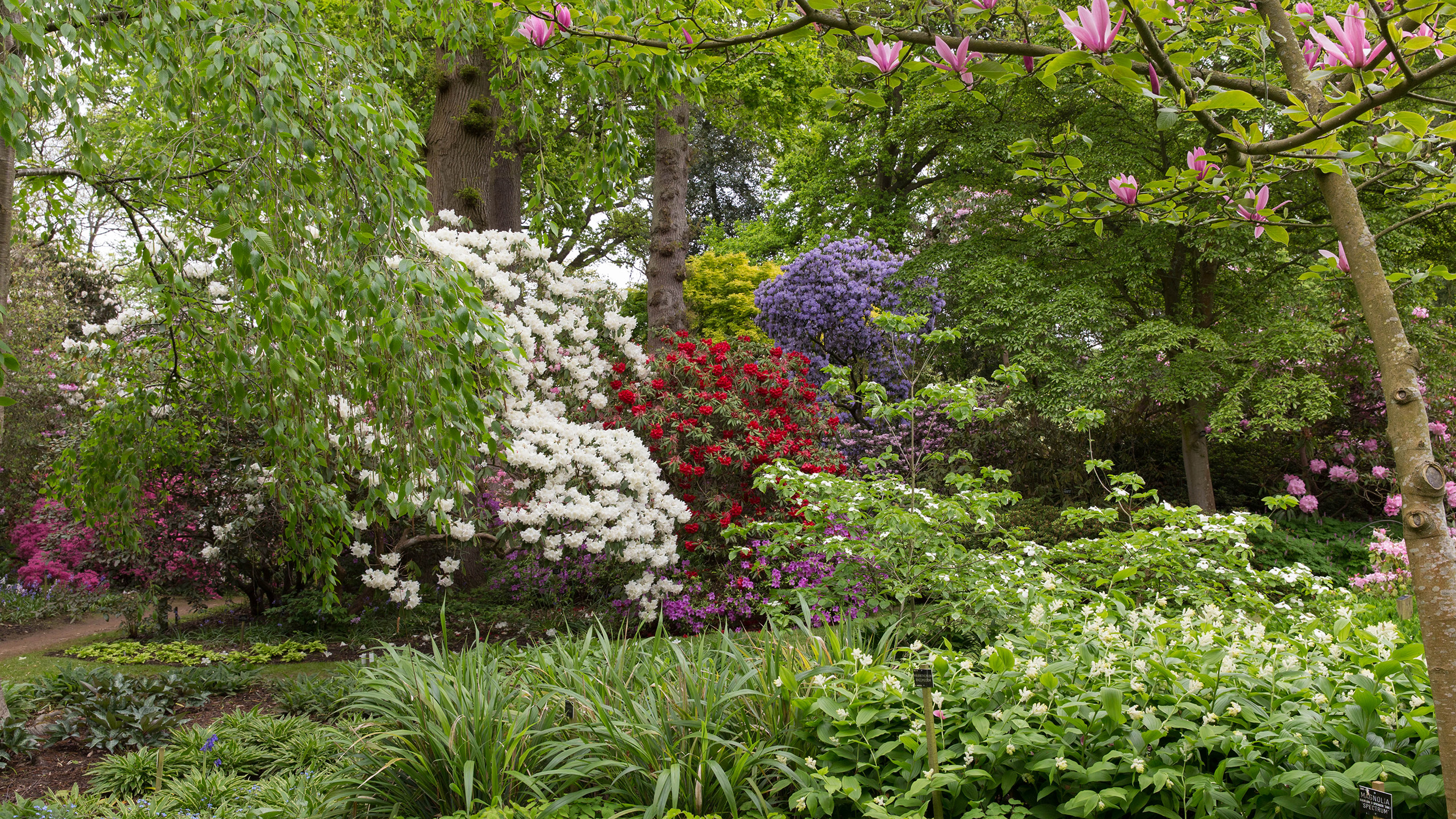 A landscape of magnolia, rhododendron and spring bulbs in pink, white and blue