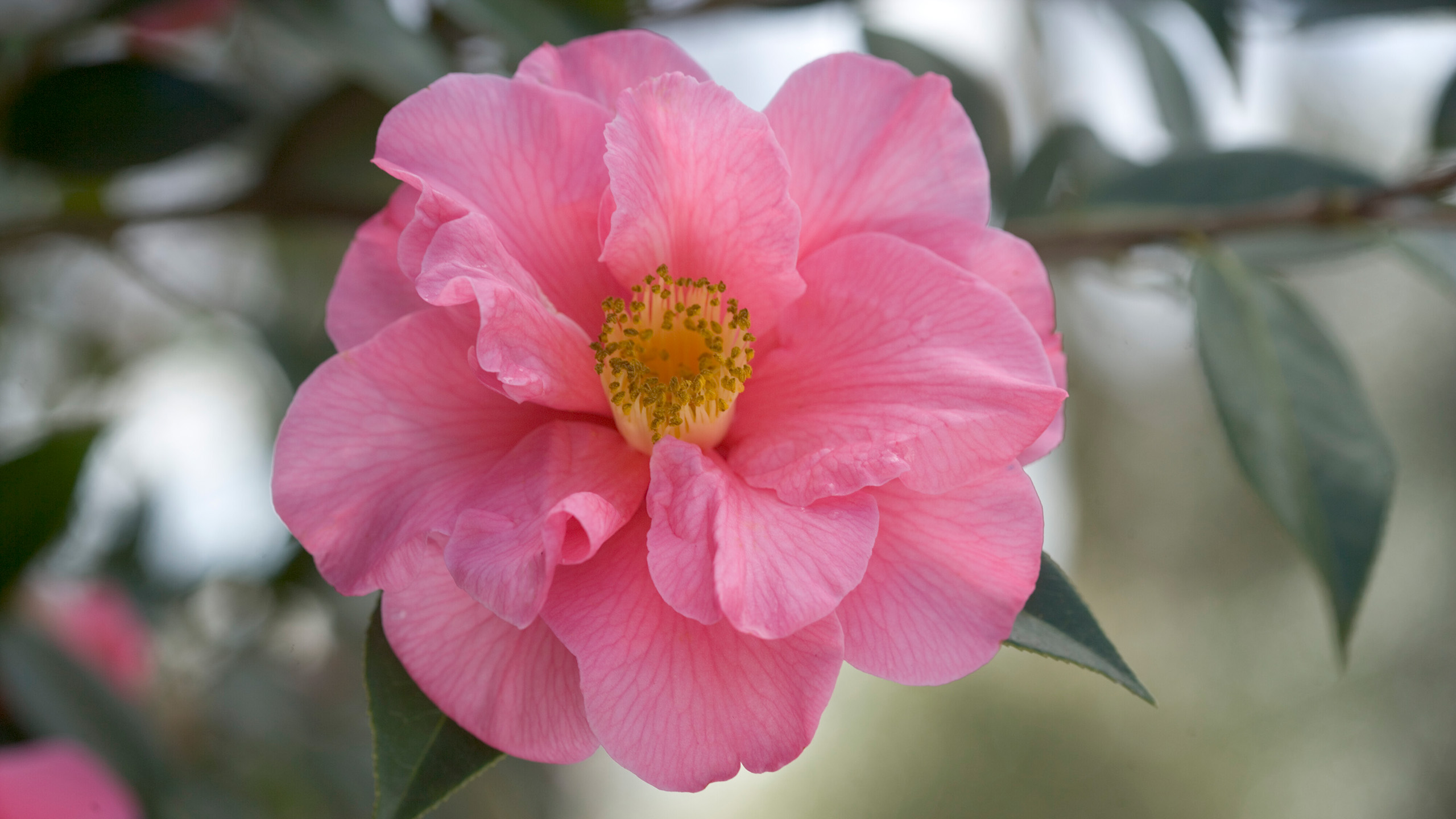 Close up of a pale pink camellia flower