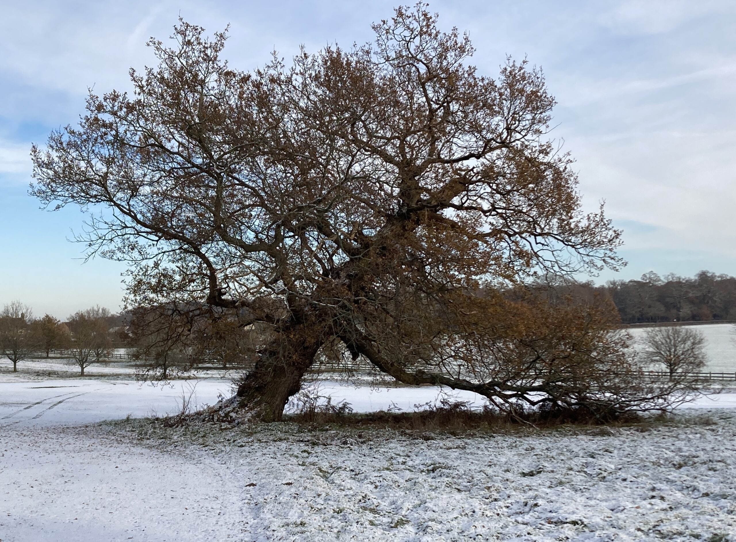 A tree in winter, leaning to one side