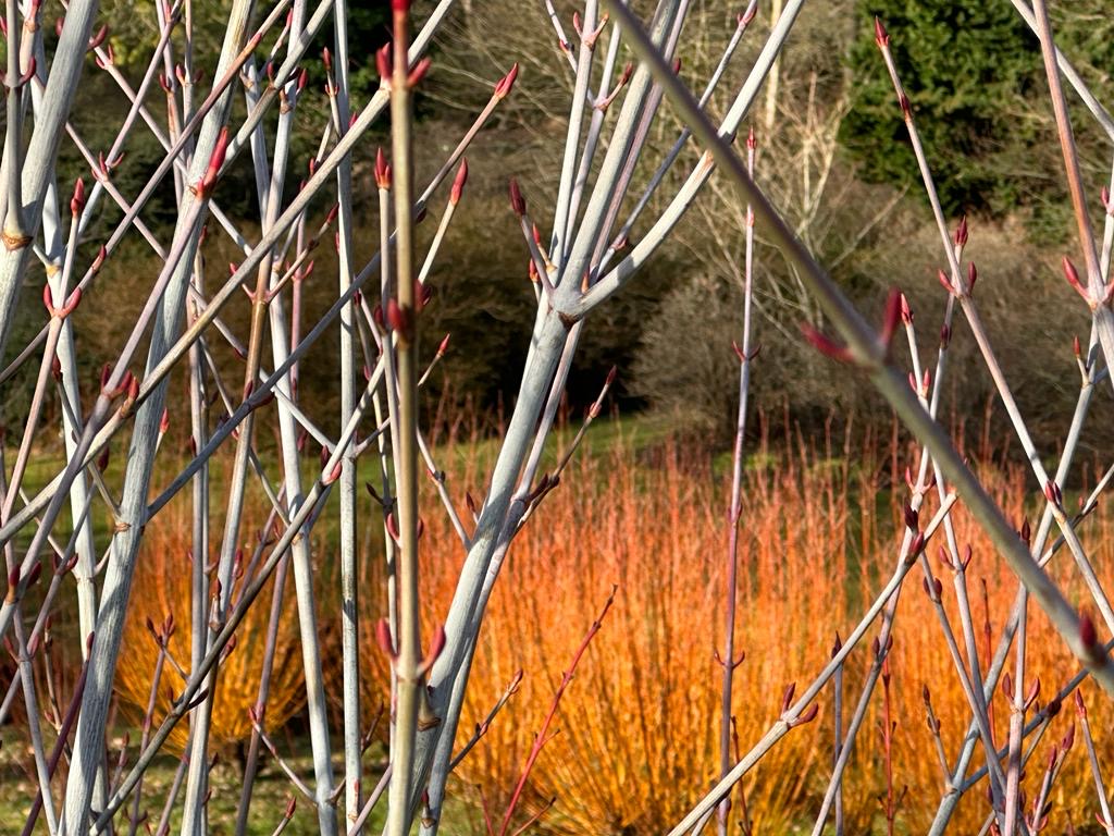 An orange shrub in the background with bare white stalks in the foreground