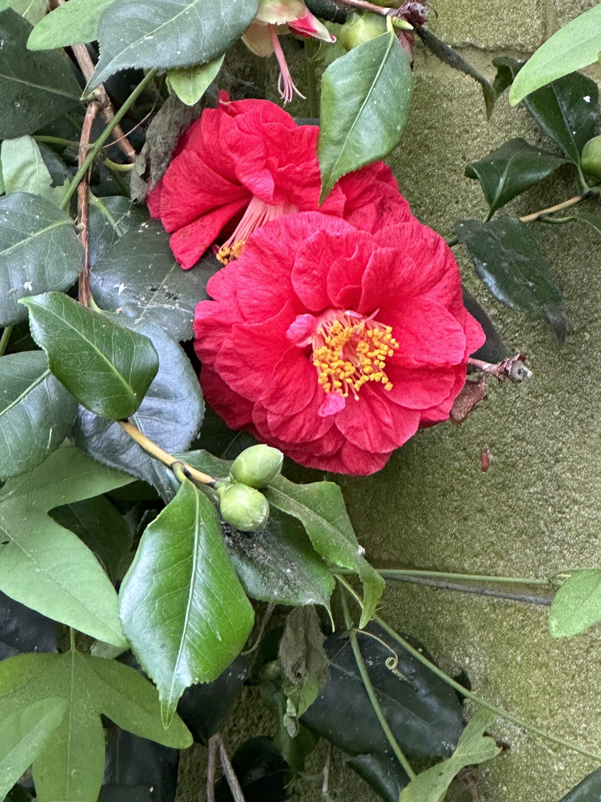 A flower with deep red petals
