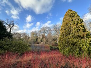 Red cornus stalks flanked to the right by a large conifer tree with bare trees in the background