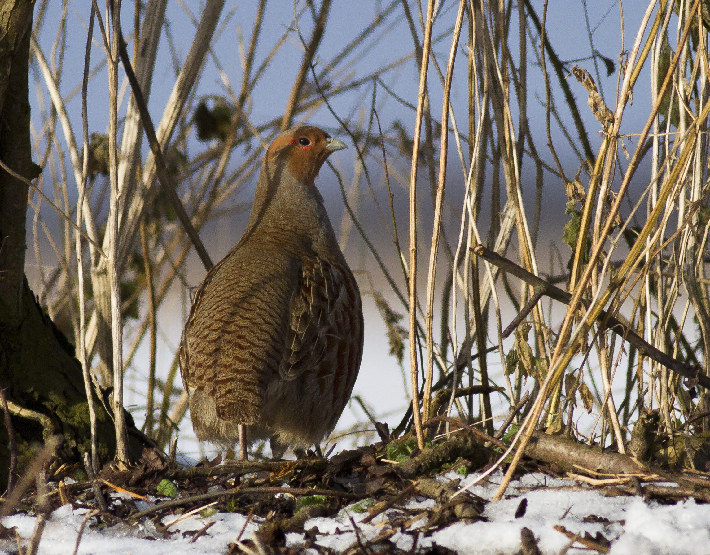 A grey partridge standing on snow and surrounded by plants