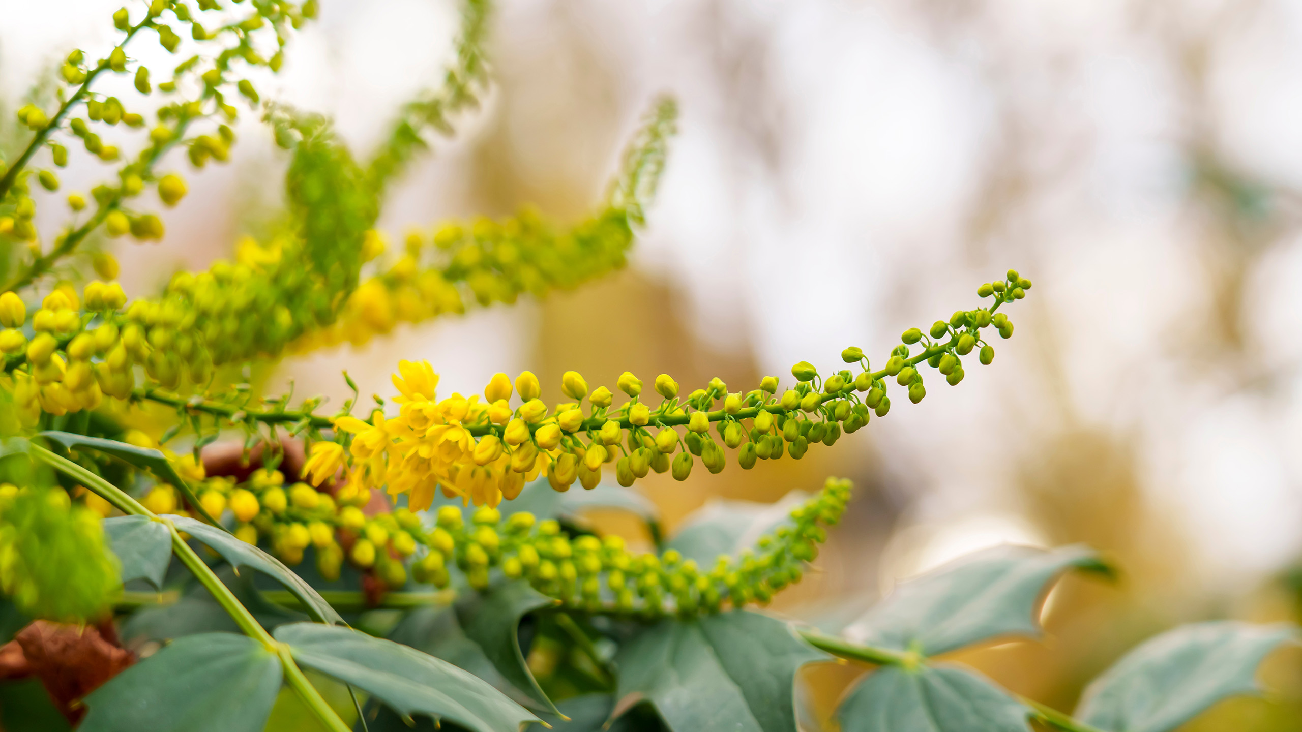 A close up of yellow flowers growing like towers from a shrub of green leaves
