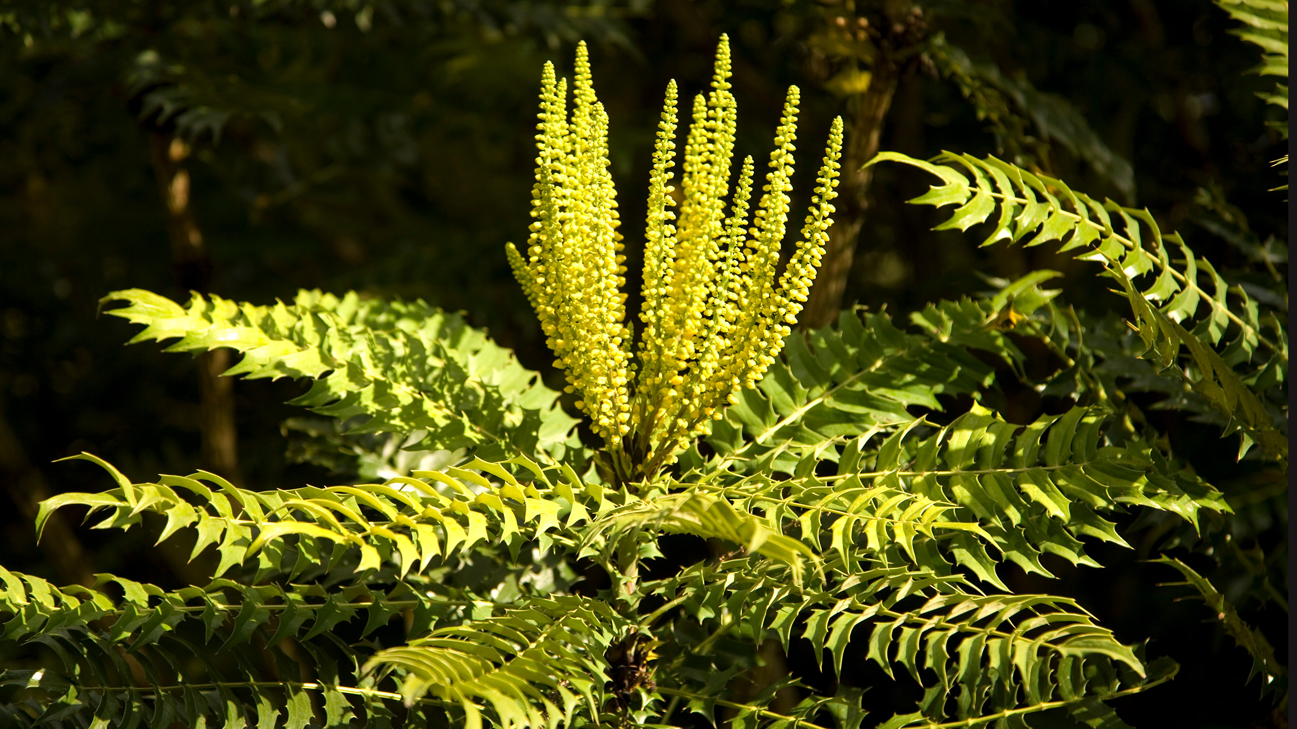 A close up of yellow flowers growing like towers from a shrub of green leaves