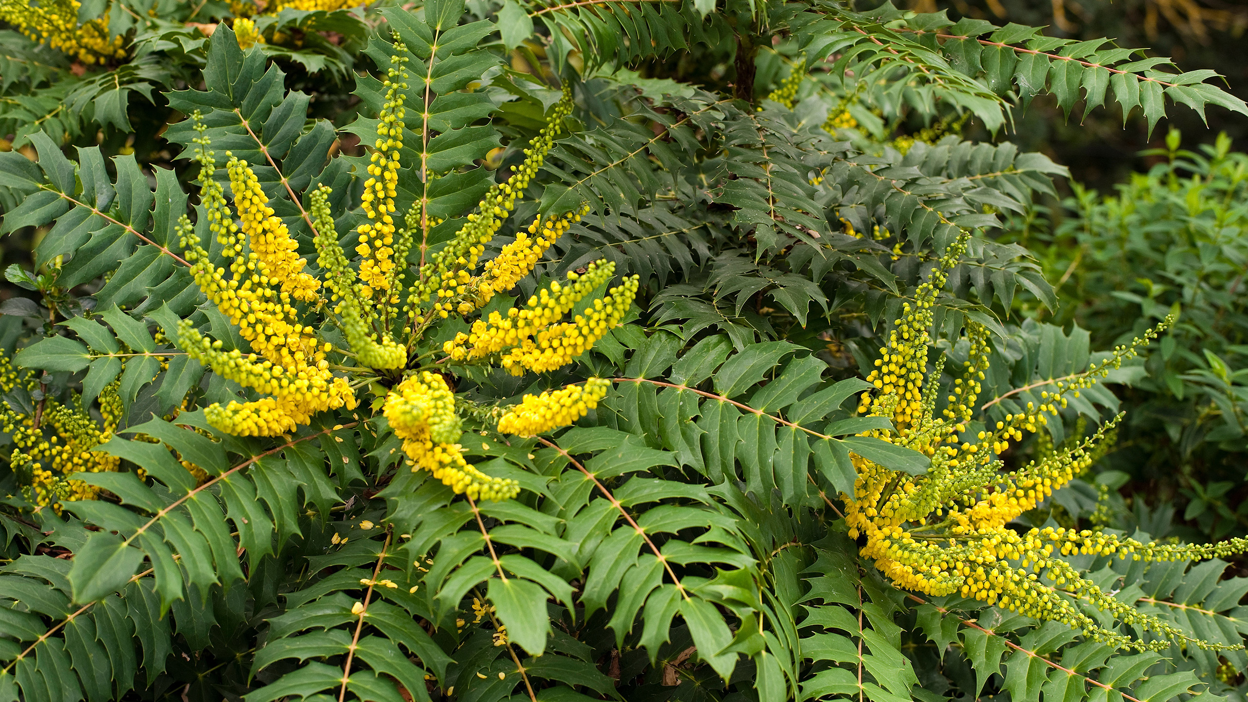 A close up of yellow flowers growing like towers from a shrub of green leaves
