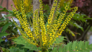 A close up of yellow flowers growing like towers from a shrub of green leaves