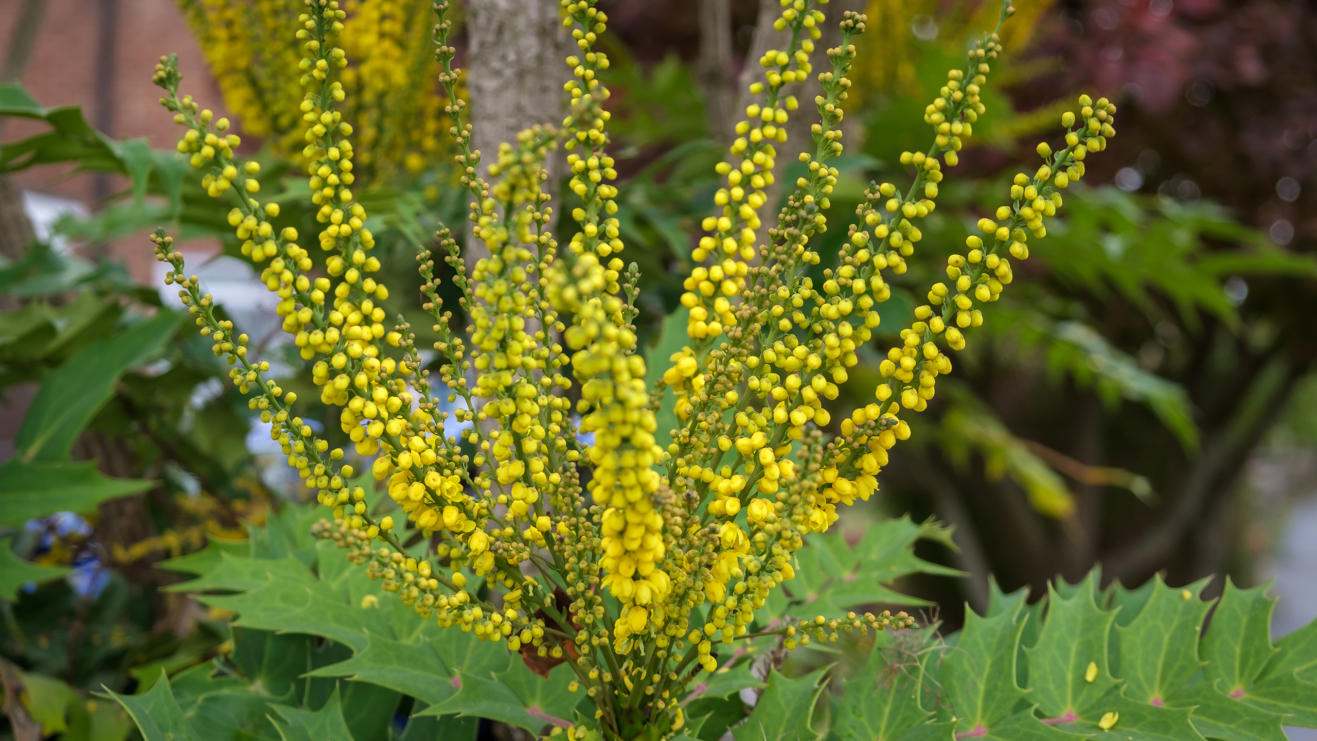 A close up of yellow flowers growing like towers from a shrub of green leaves