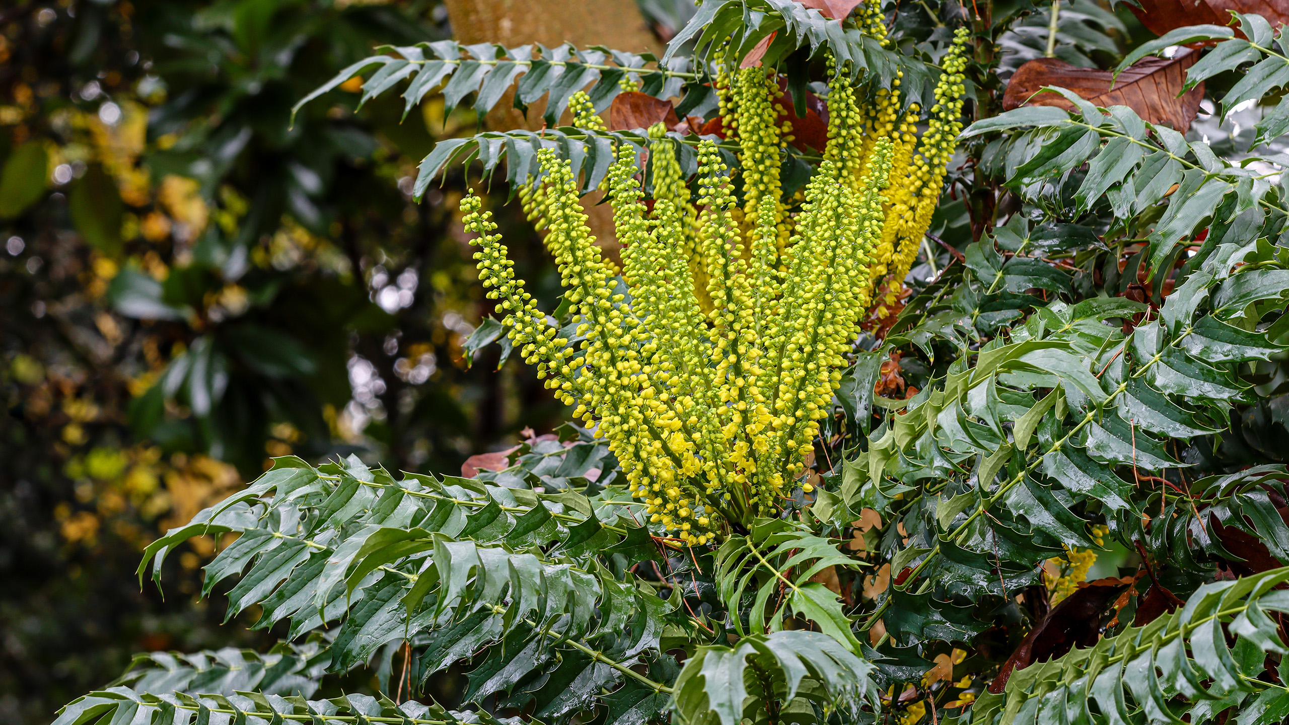 A close up of yellow flowers growing like towers from a shrub of green leaves