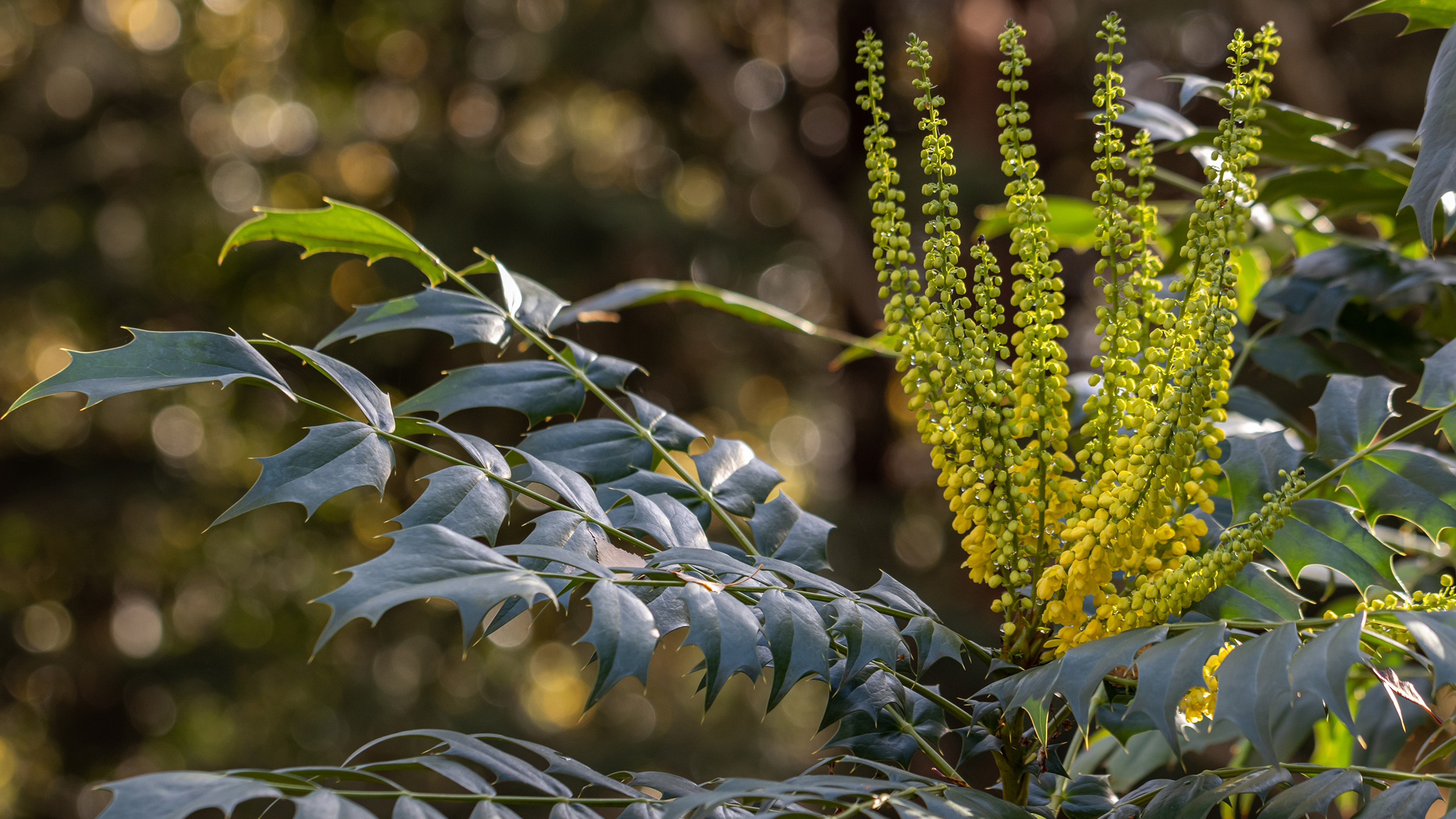 A close up of yellow flowers growing like towers from a shrub of green leaves
