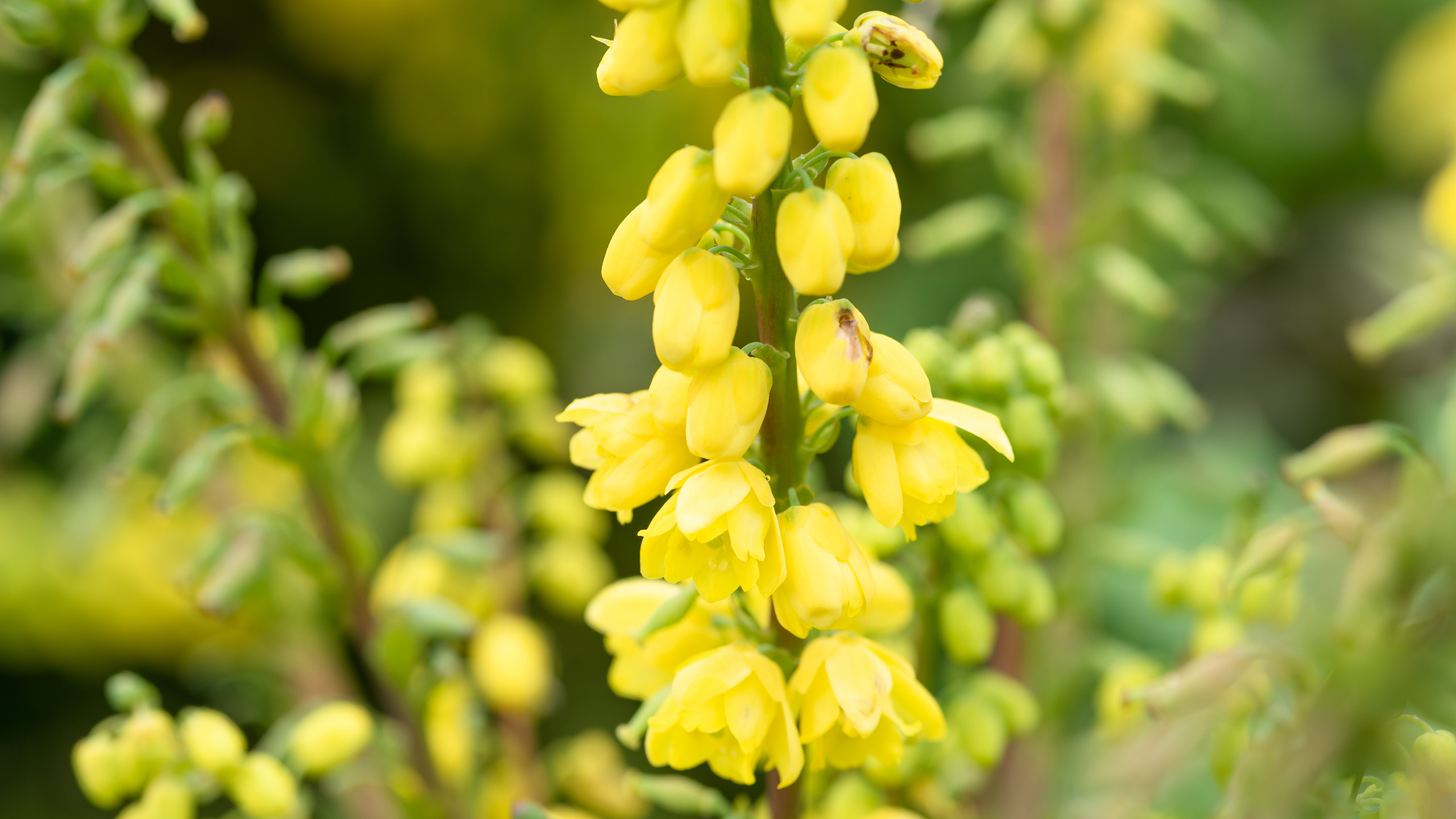 A close up of a pillar of yellow flowers growing from a stalk