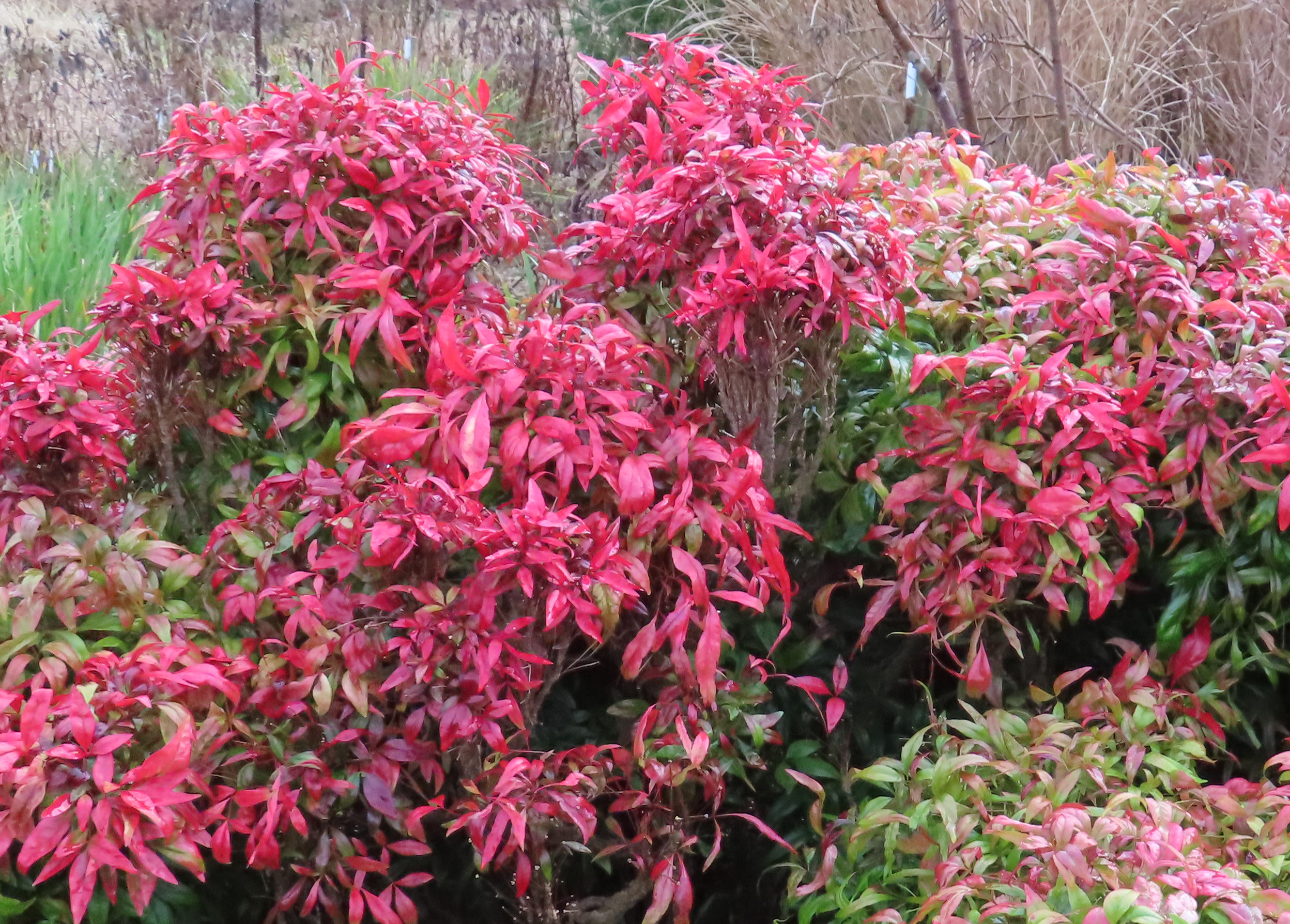 A bush with bright red leaves