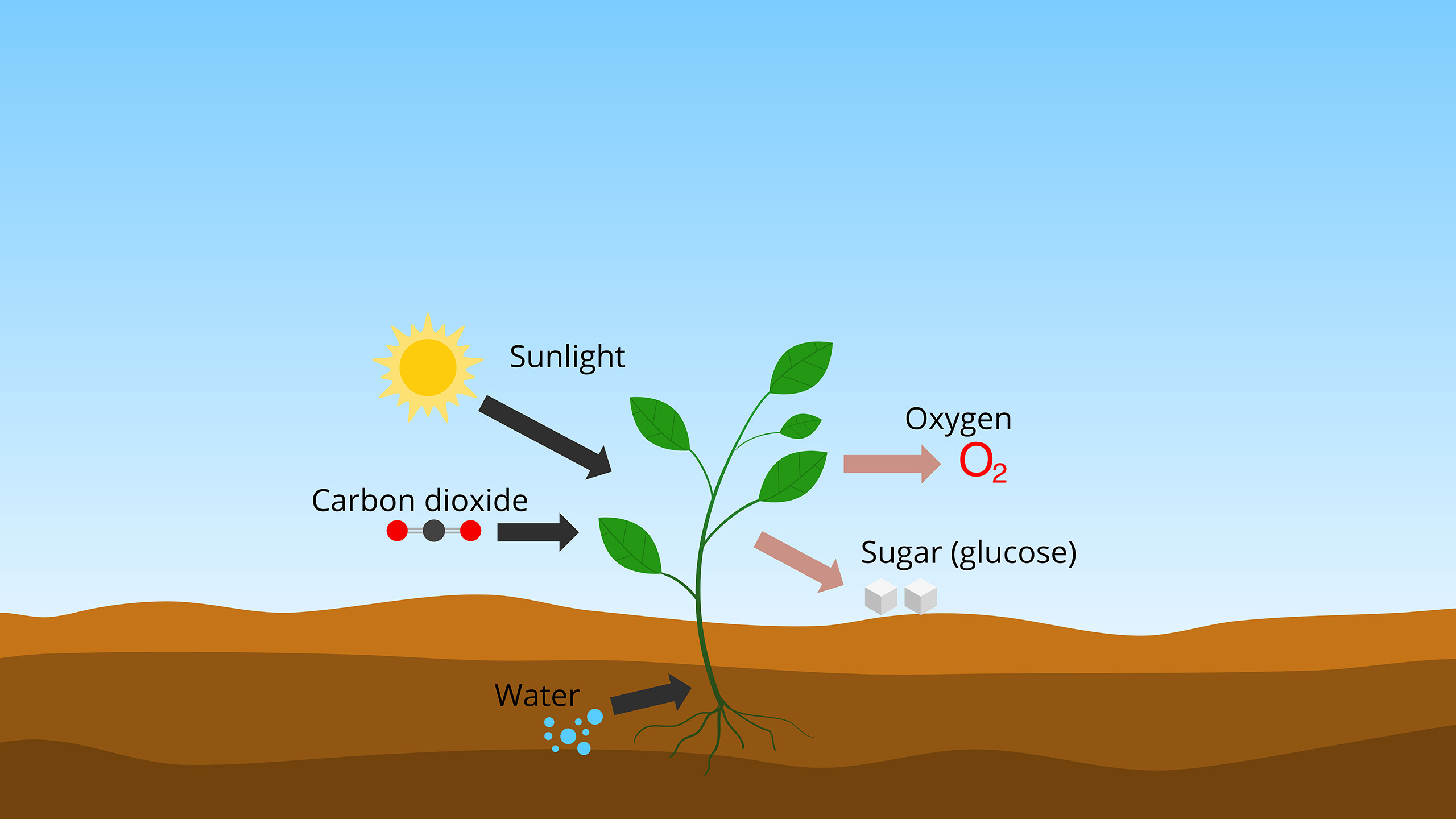 A diagram of photosynthesis