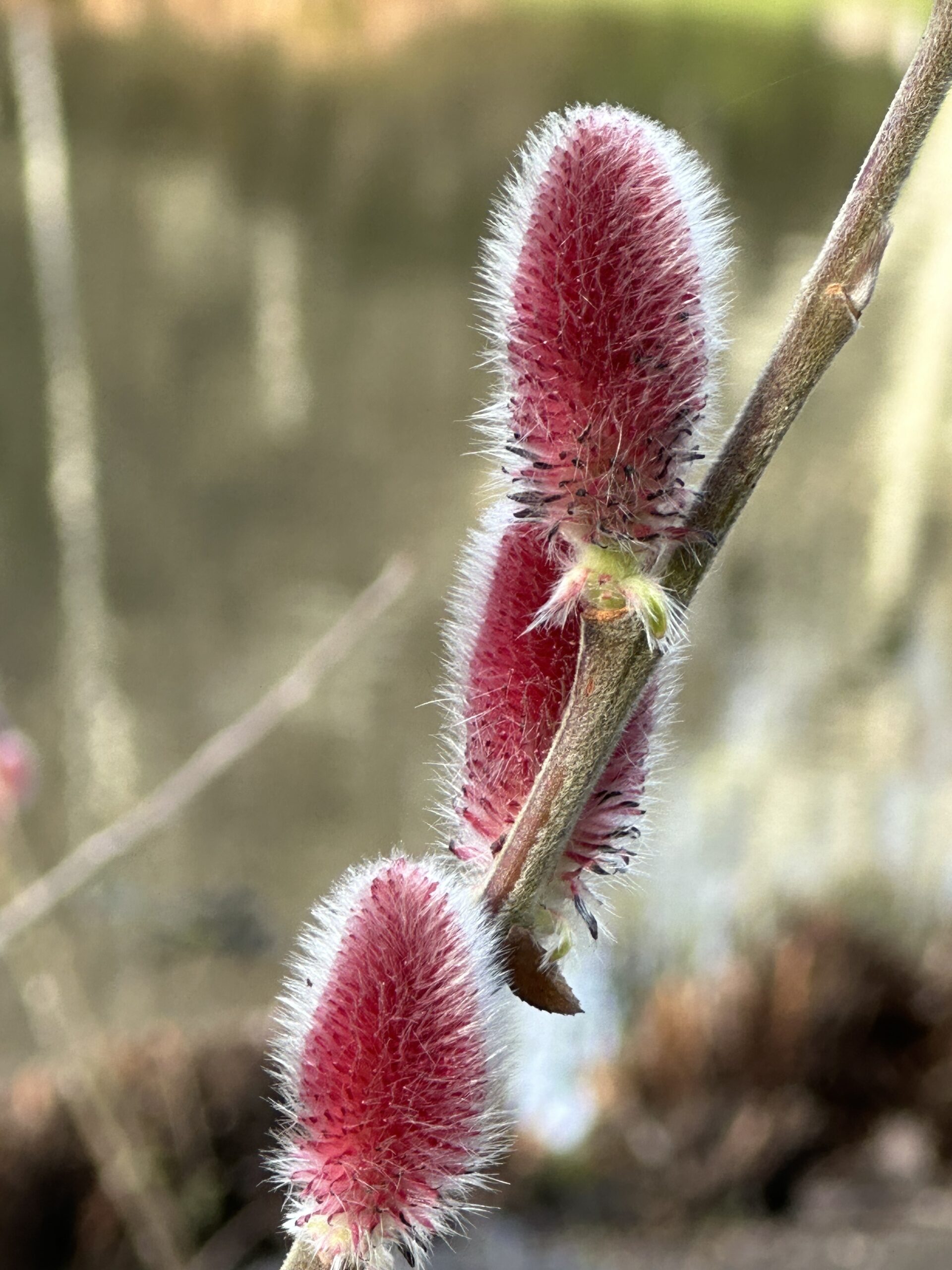 Pink catkins growing from a bare stalk