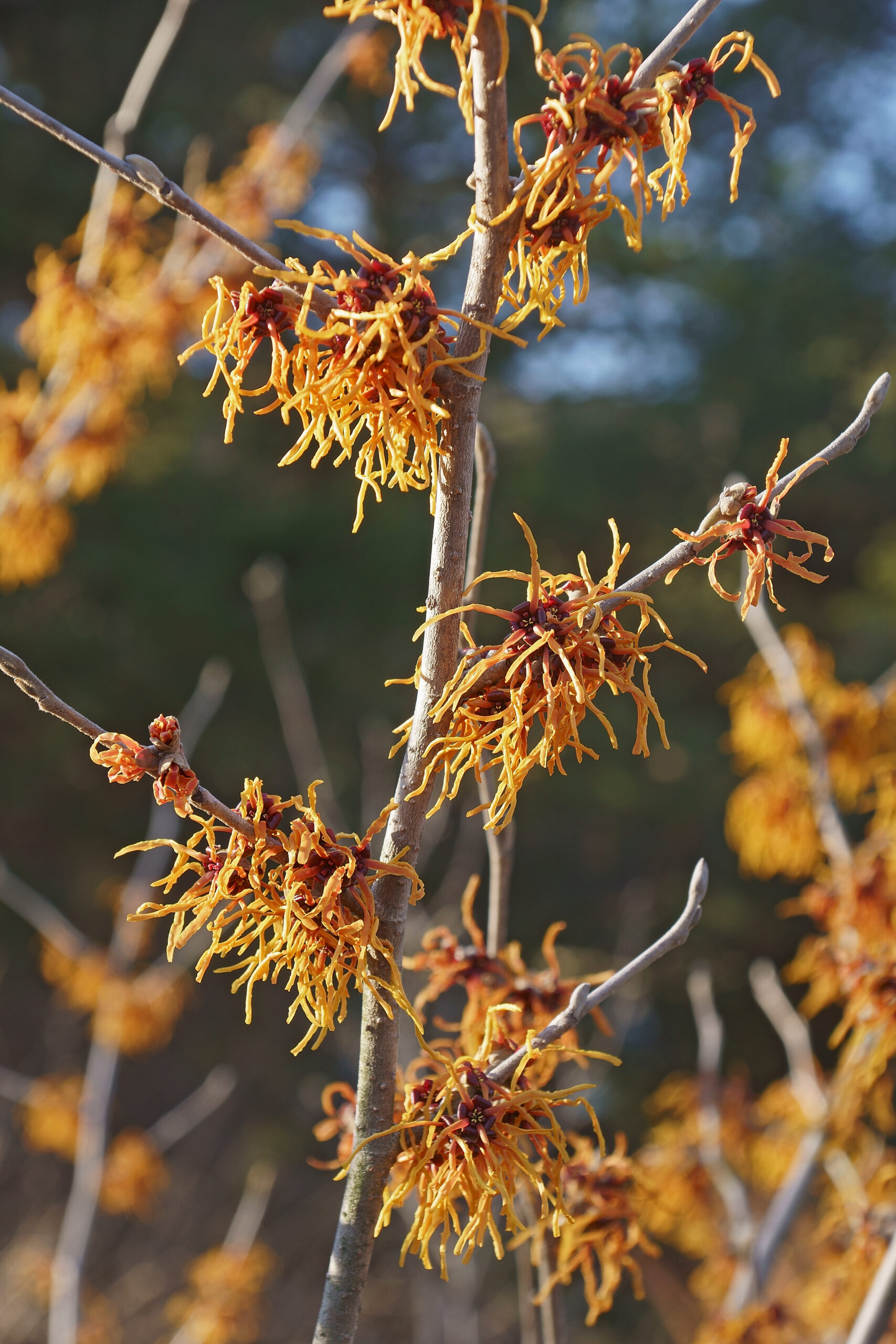 Yellow and red spider-like flowers on a bare stalk