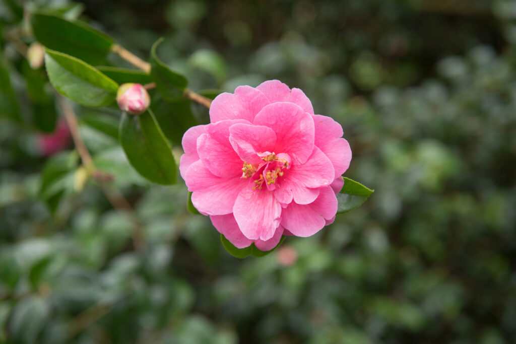 A deep rose-pink flower on a branch