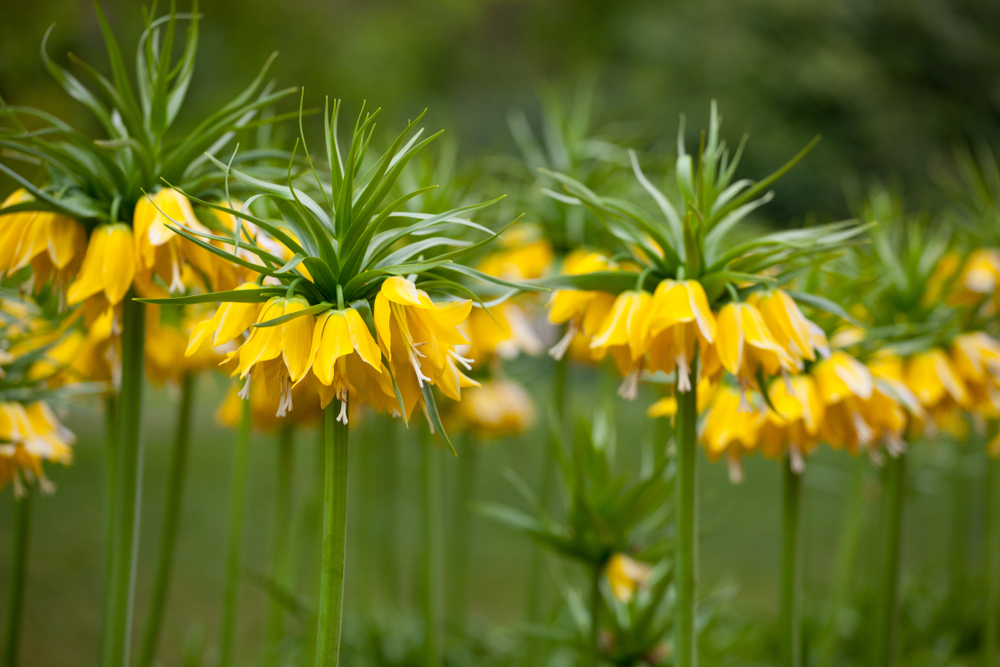 Bright yellow bell-shaped flowers of Fritillaria imperialis 'Maxima Lutea'.