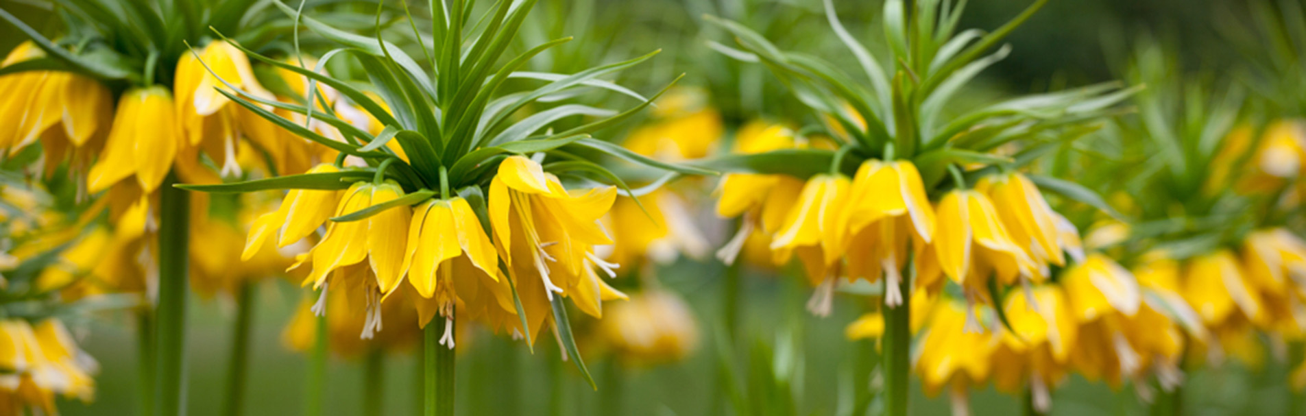 Bright yellow bell-shaped flowers of Fritillaria imperialis 'Maxima Lutea'.