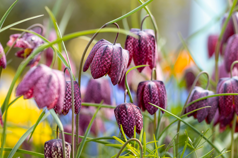 Fritillaria meleagris. A purple mix of bell-shaped flowers