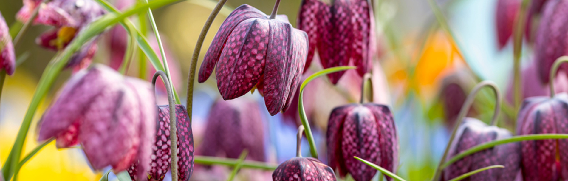 Fritillaria meleagris. A purple mix of bell-shaped flowers 