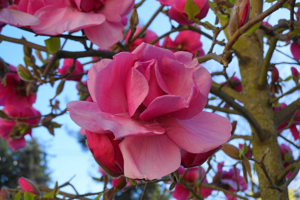 Deep, pink coloured flower of Magnolia 'Felix Jury'.