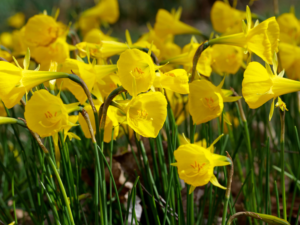 Bright yellow flowers of Narcissus bulbocodium.