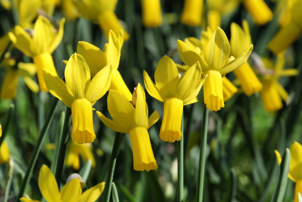 A close up of yellow daffodils with narrow trumpets