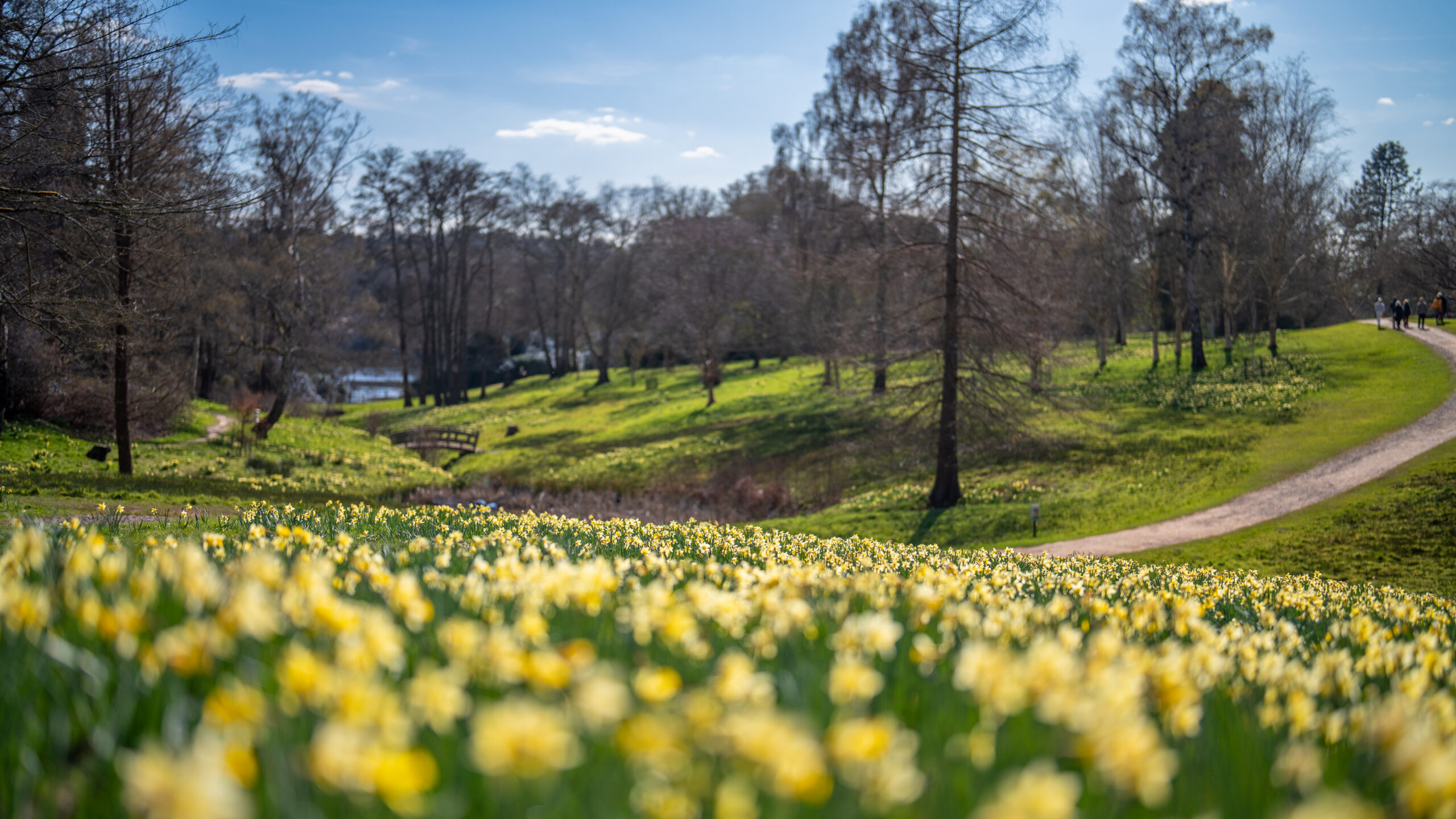 A valley of daffodils with a lake in the distance.