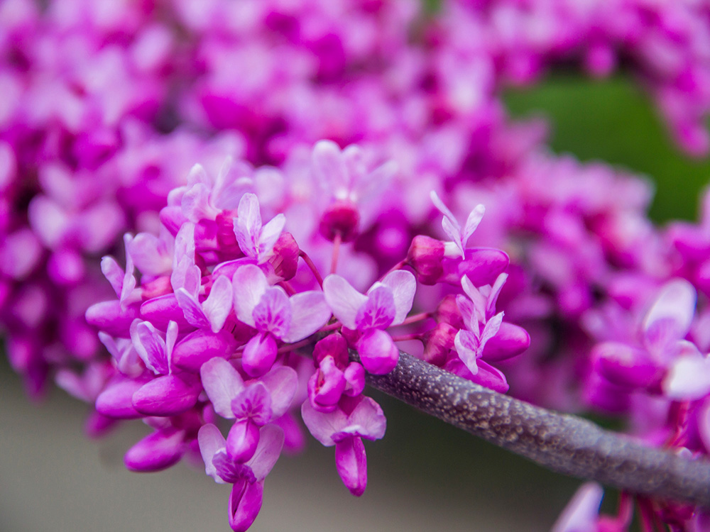 A close up of small purple pink flowers clustered together on a branch