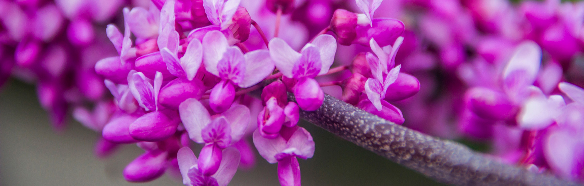 Cercis chinensis