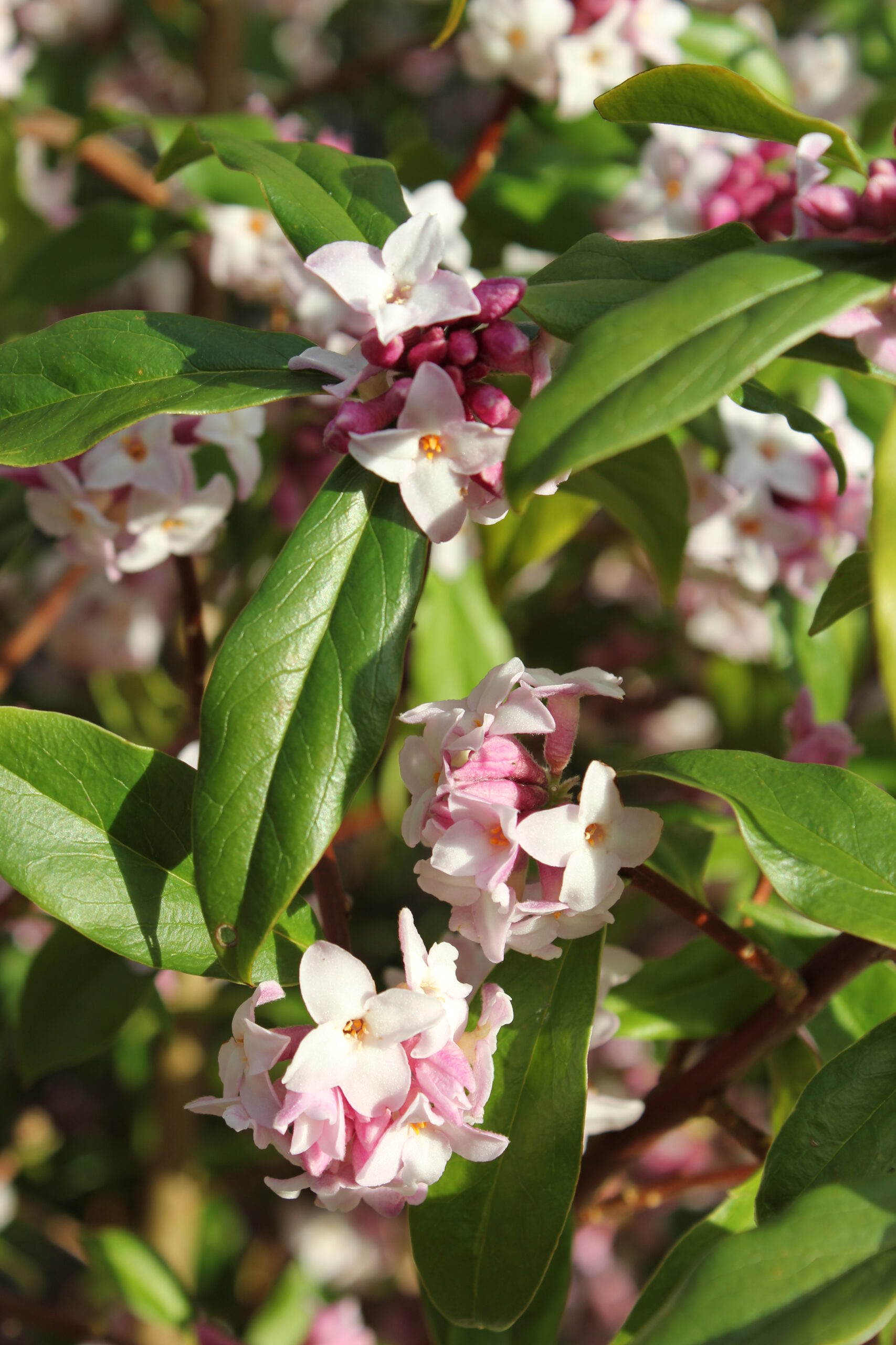 Daphne Bholua 'Jacqueline Postill'