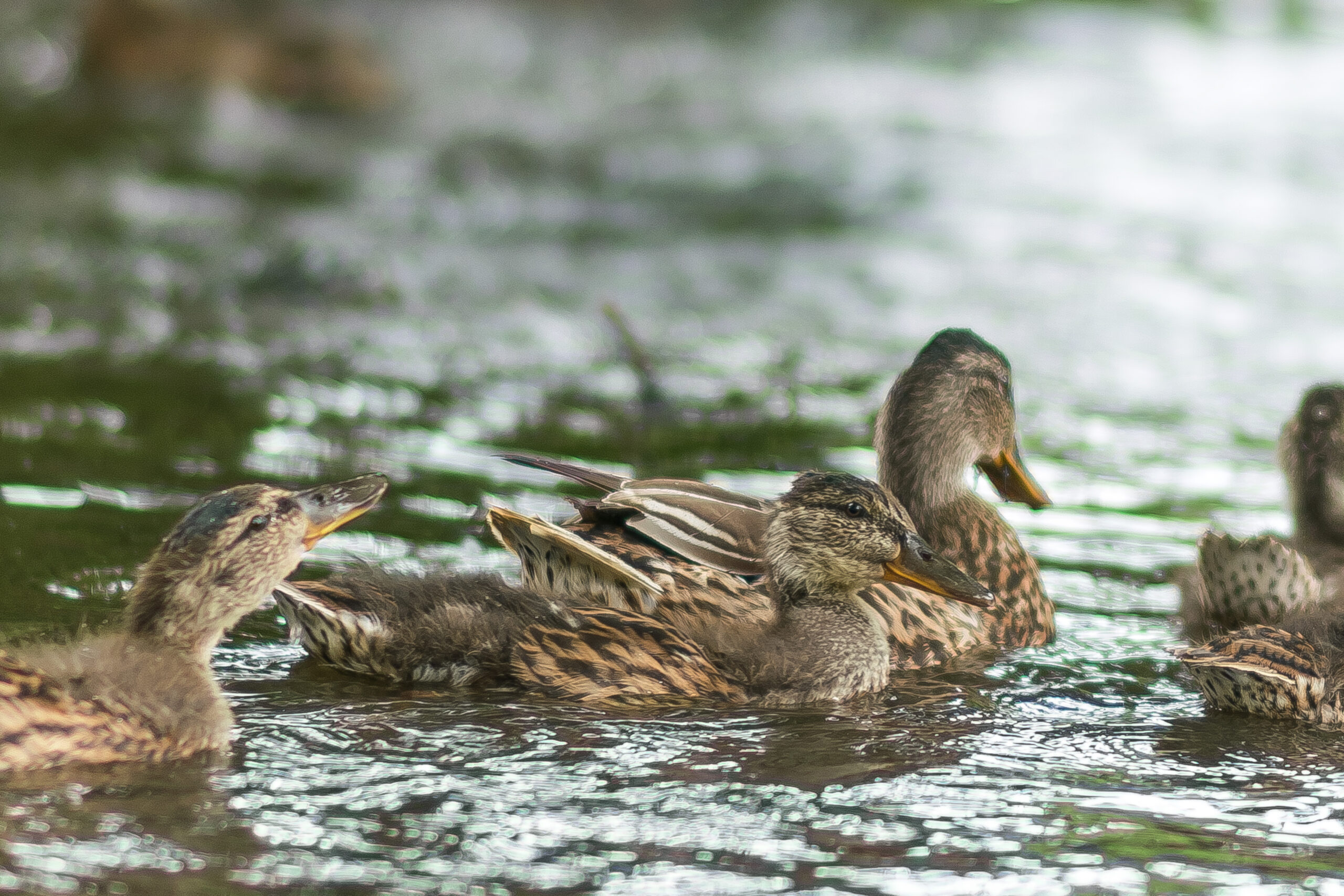 Mallard duck.