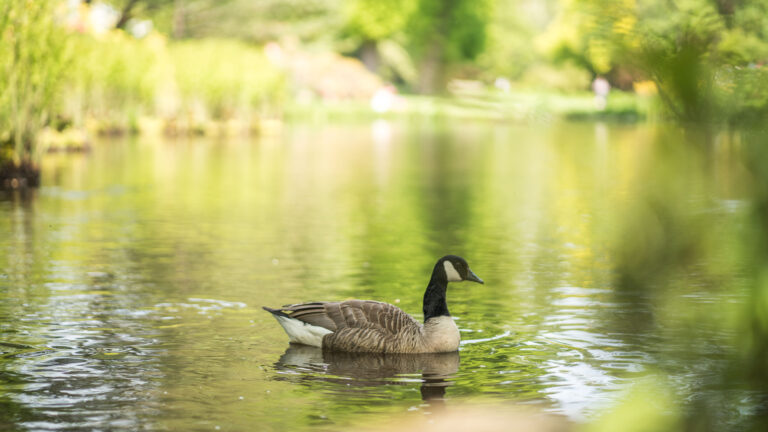 Goose on a pond in The Savill Garden