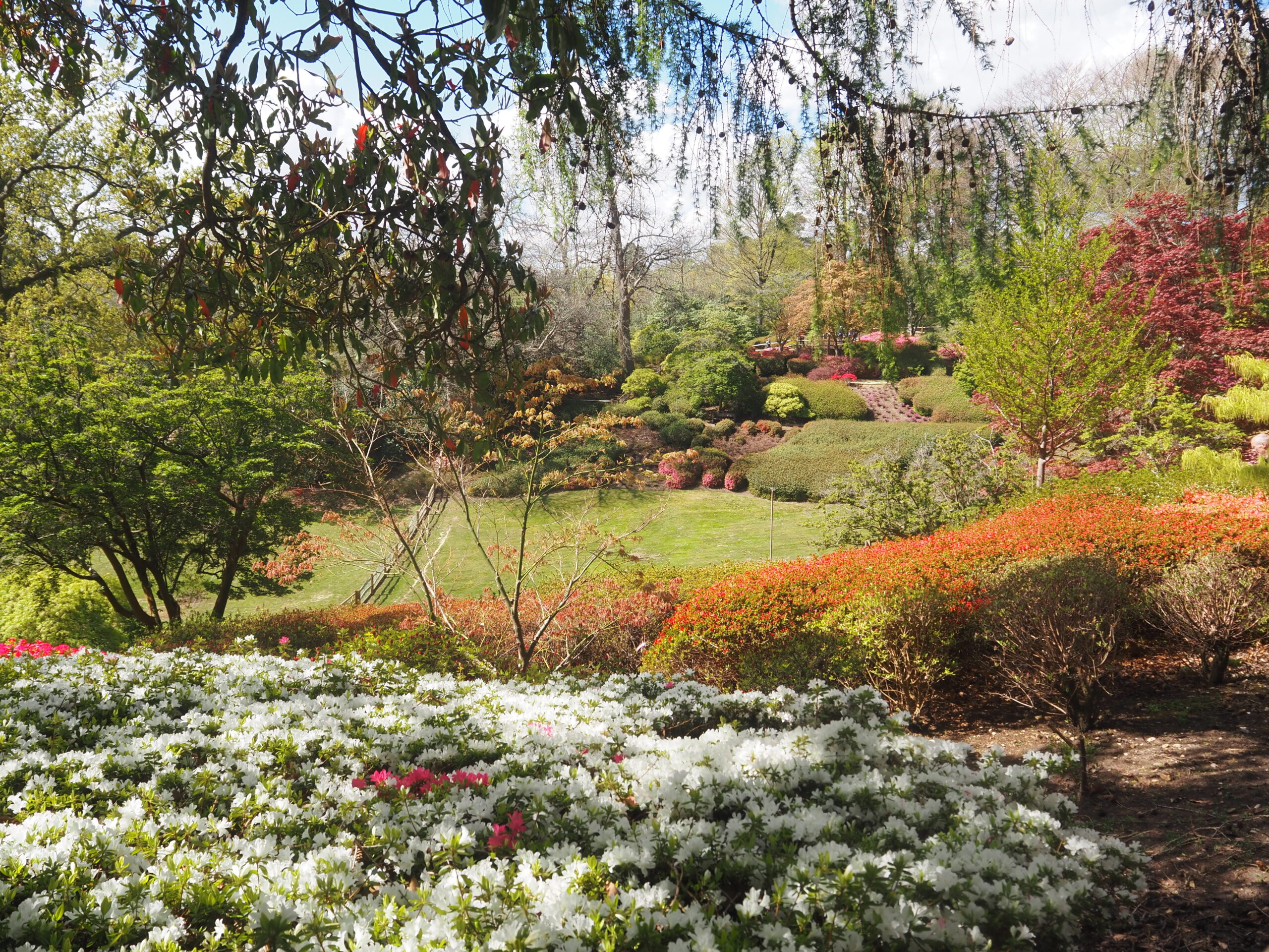The Punchbowl just beginning to flower with rhododendron.